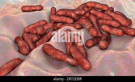 Cutibacterium (ex Propionibacterium) batteri, computer illustrazione. Questi sono un esempio di batteri non patogeni trovati sulla pelle umana, dove Foto Stock