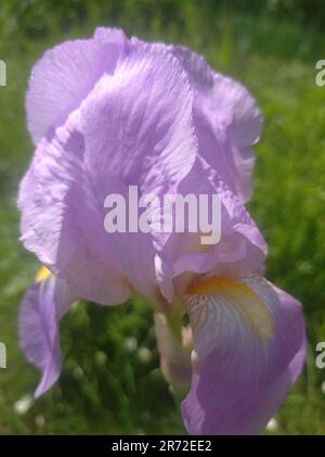 Foto di un paesaggio estivo naturale con vegetazione e fiori sotto un cielo limpido. Natura, paesaggio, tavolozze di colori luminosi della natura vivente. Foto Stock