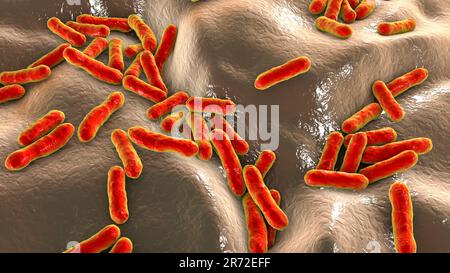 Cutibacterium (ex Propionibacterium) batteri, computer illustrazione. Questi sono un esempio di batteri non patogeni trovati sulla pelle umana, dove Foto Stock