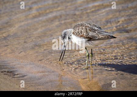 Verdank comune (Tringa nebularia) foraggio in acque poco profonde - overwintering a Fuerteventura Foto Stock