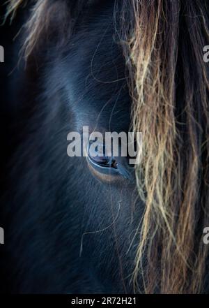 Ritratto ravvicinato di un pony caduto con il suo occhio parzialmente nascosto dietro una criniera spazzata dal vento, fotografato nella campagna inglese. Foto Stock