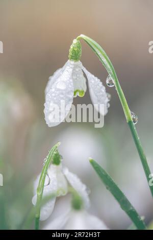 A blanket of delicate white snowdrops in an English woodland in February Foto Stock