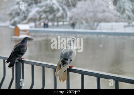 La foto è stata scattata nella città di Odessa. La foto mostra un piccione della città seduto su una ringhiera vicino a un lago in un parco pubblico in una giornata invernale. Foto Stock