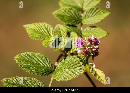 Pianta di bacche selvatiche, Rubus niveus, (lampone Mysore)) su sfondo naturale Foto Stock