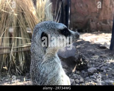 Un primo piano di un meerkat che si trova nello zoo di Santiago del Cile, in Cile Foto Stock