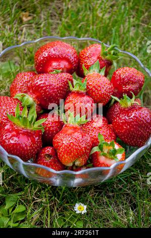 fragole fresche in una ciotola di vetro adagiato sull'erba. Primo piano. Foto Stock