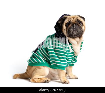 Purebred carino divertente pug in vestiti con un cappuccio sulla sua testa si siede su uno sfondo bianco e guarda la telecamera. Elegante cane di charme in una felpa con cappuccio. Foto Stock