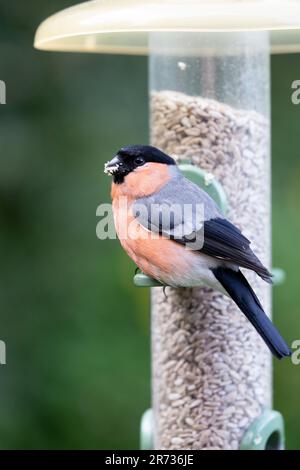 Maschio Bullfinch (pirrhula pirrhula) alimentazione ad un alimentatore di uccello riempito di cuori di girasole in un giardino - Yorkshire, Regno Unito (giugno 2023) Foto Stock