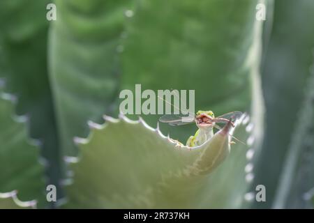 Un anolo verde, Anolis carolinensis, con una libellula catturata in bocca aperta. Foto Stock