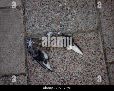 i resti di una magpie morta sulla strada Foto Stock