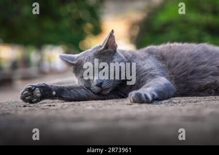 Gatto grigio scuro addormentato con una cicatrice sull'orecchio Foto Stock