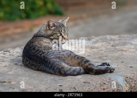 Gatto grigio Tabby appoggiato su un banco Foto Stock