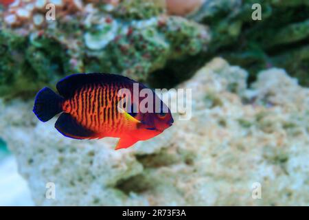 CORALLO BELLEZZA PESCE ANGELO - (CENTROPYGE BISPINOSA) Foto Stock