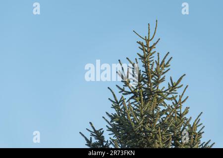 Abete rosso europeo contro cielo blu chiaro all'aperto picea abies Foto Stock