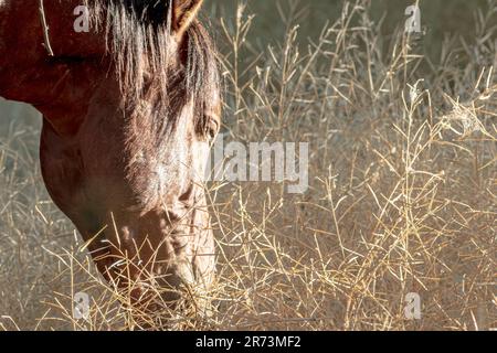 Pascolo nel campo Foto Stock