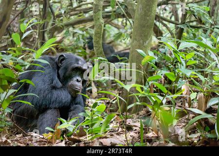 Un giovane scimpanzé selvaggio (Pan Troglodytes) siede sul terreno con il suo mento sul braccio, nel suo habitat naturale della Kibale National Forest in Uganda. Foto Stock