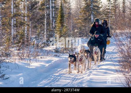 Churchill, Manitoba, Canada - 13 novembre 2014. Una squadra di sei cani da slitta tira due turisti e un musher su un sentiero innevato in una foresta boreale. Foto Stock