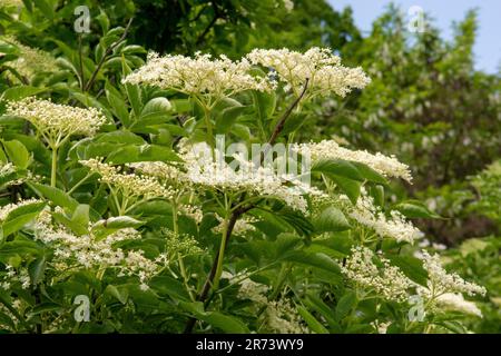 Fiori e fogliame di sambucco (sambucus nigra). Anziano fiorito. Fiori bianchi di sambuco europeo . Foto Stock