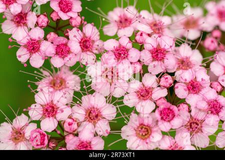 Fioritura Spiraea japonica (spirea giapponese) o dolce di carne giapponese. La piccola principessa fiorisce in primavera. Foto Stock