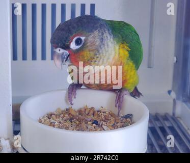 Un primo piano di una guancia verde Conure, un bel pappagallo nella sua gabbia Foto Stock