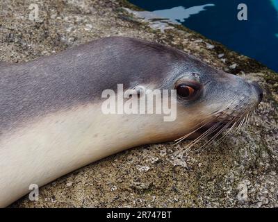 Incantevole leone di mare australiano in una bellezza straordinaria. Foto Stock