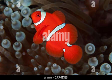 Anemonefish di Spinecheek maschio, biaculeatus di Premnas, luogo di immersione di Tanjung Burang, banda Neira, mare di banda, Molucche, Indonesia Foto Stock