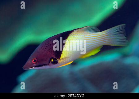 Pesce gatto di BlackBelt, Bodianus mesotorax, fiume Surai, Isola di Wetar, Molucche, Indonesia Foto Stock