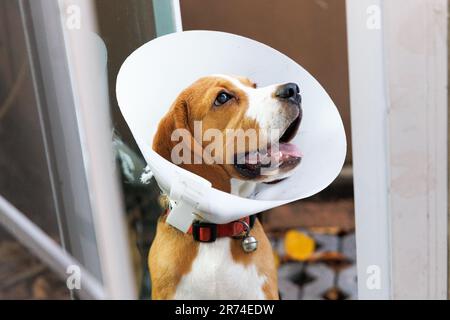 Cane Beagle che indossa un cono dopo l'intervento chirurgico, trattamento Foto Stock