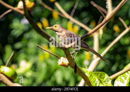 Un piccolo mughetto marrone dagli occhi gialli (Turdus nudigenis) arroccato su un ramo di albero che mangia dal suo becco Foto Stock