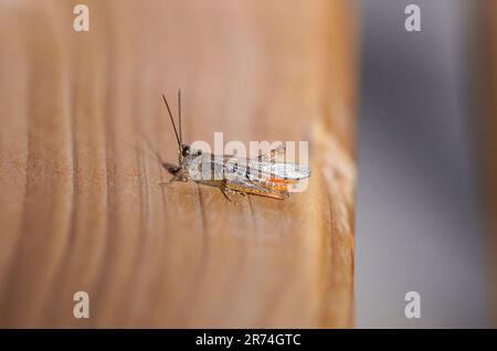 Cavalletta marrone su sfondo di legno. Primo piano di insetti. Foto Stock