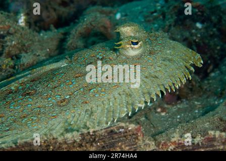 Panther Flounder, Bothus pantherinus, Laha dive site, Ambon, Molucche, Indonesia Foto Stock