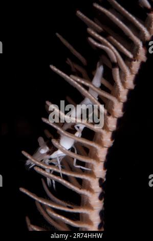 Ambon Crinoid Shrimp, Laomenes amboinensis, on Crinoid, Comatulida Order, Seraya House Reef, Seraya, Karangasem, Bali, Indonesia Foto Stock