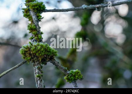 Muschio verde fine e lichene che crescono nella foresta sopra l'albero - pochi cristalli di neve ghiacciata su di esso Foto Stock