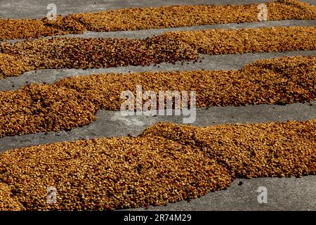 Semi di caffè crudo essiccato tra la luce del sole al mattino, Coffee Farm, Boquete, Panama Foto Stock
