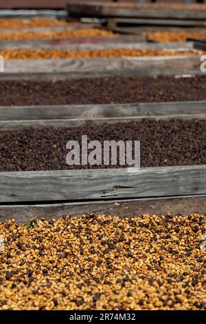 Le ciliegie di caffè dopo la raccolta sono sparse al sole. Il processo secco, lavorazione naturale è il vecchio modo di lavorare il caffè nei tropici, Boque Foto Stock