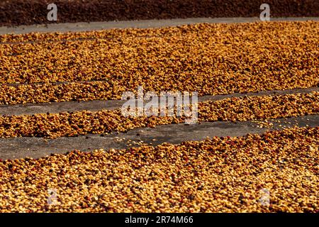 Semi di caffè crudo essiccato tra la luce del sole al mattino, Coffee Farm, Boquete, Panama Foto Stock