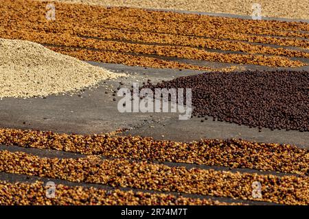 Semi di caffè crudo essiccato tra la luce del sole al mattino, Coffee Farm, Boquete, Panama Foto Stock