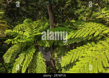 Sopra gli alberi di felce nel giardino tropicale a Funchal Foto Stock