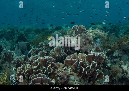 Blade Fire Coral, Millepora platyphylla, con pesce, Batu Pantar, Eco Dive Resort House Reef, Isola di Pantar, vicino all'Isola di Reta, vicino ad Alor, Indonesia Foto Stock