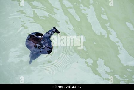 Aplysia fasciata, nome comune la lepre di mare chiazzata, o lepre di mare sooty, è una specie atlantica di lepre di mare o di slug di mare Foto Stock