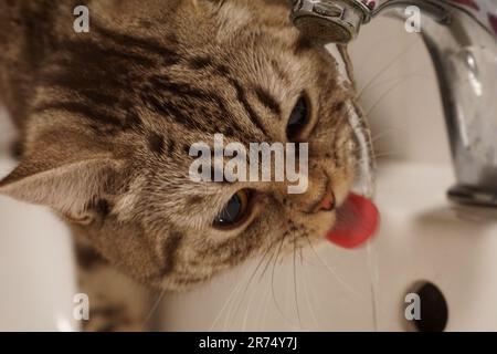 Un adorabile gatto da tavola che beve acqua dal rubinetto. Foto Stock