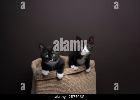 Due cuccioli di tuxedo curiosi e giocosi che escono da un cestino guardando la macchina fotografica. sfondo marrone studio con spazio copia Foto Stock