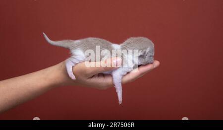 mano umana di una donna irriconoscibile che trasporta un piccolo gattino da shorthair britannico neonato, ripresa in studio su uno sfondo colorato rosso marrone vibrante con spazio copia Foto Stock