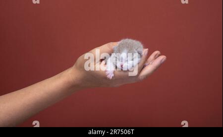 mano umana di una donna irriconoscibile che trasporta un piccolo gattino da shorthair britannico neonato, ripresa in studio su uno sfondo colorato rosso marrone vibrante con spazio copia Foto Stock