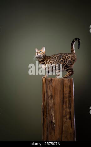Curioso gatto bengala in piedi su un log di legno e guardando al lato, studio girato su sfondo verde oliva con spazio copia Foto Stock