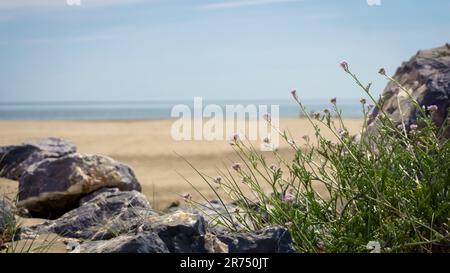 Senape europea di mare in Chalet Plage vicino a Gruissan. Foto Stock