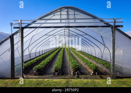 Wesel, Renania Settentrionale-Vestfalia, Germania, le fragole crescono su terreni di tumulo nella coltivazione a tunnel sotto la lamina Foto Stock