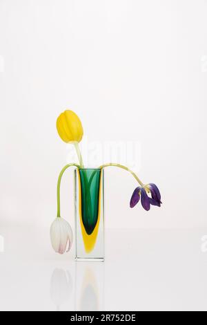 Composizione floreale di tre tulipani Foto Stock