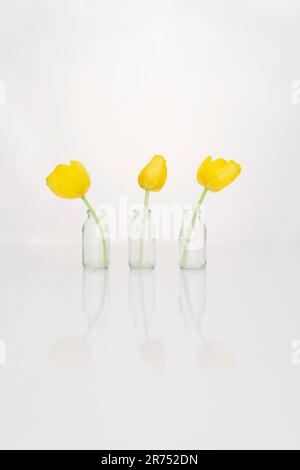 Tre piccoli vasi di fiori ciascuno con un tulipano giallo Foto Stock