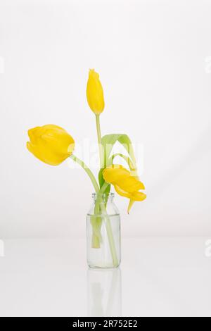 Tulipani freschi e sbiaditi in un piccolo vaso di vetro Foto Stock